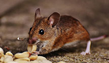 24 Hour & Emergency Exterminators in Leona Valley, CA